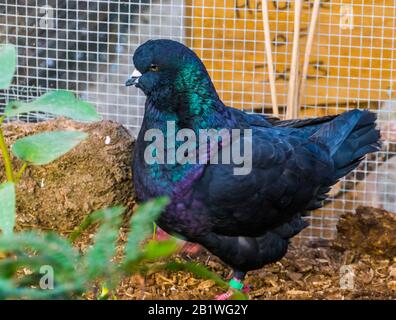 ritratto di closeup di un piccione re nero, popolare specie di uccelli tropicali Foto Stock