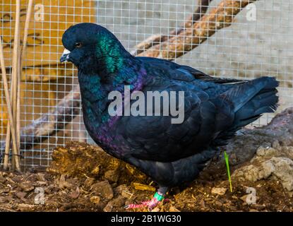 piccione re nero in closeup, popolare specie di uccelli tropicali Foto Stock