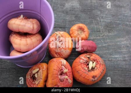 Diverse varietà di lampade gladiolus pronte per la semina. Giallo, arancione, viola, piccole e grandi lampade gladiolus su tavola di legno ruvida e piccolo dec Foto Stock