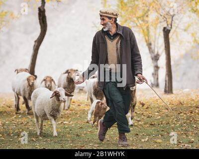 Hunza Valley, Pakistan: Uomo pakistano in abiti tradizionali. Pecore autunno pascolo bestiame hunza valle, gilgit baltistan, pakistan noth Foto Stock