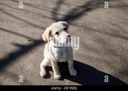 Un cucciolo d'oro di labrador sedette e guarda verso l'alto Foto Stock