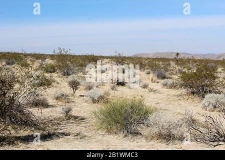 Le piante autoctone promuovono la biodiversità attraverso relazioni ecologiche co-evolute, come quelle che si verificano nel Joshua Tree National Park. Foto Stock