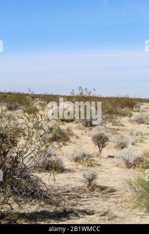 Le piante autoctone promuovono la biodiversità attraverso relazioni ecologiche co-evolute, come quelle che si verificano nel Joshua Tree National Park. Foto Stock