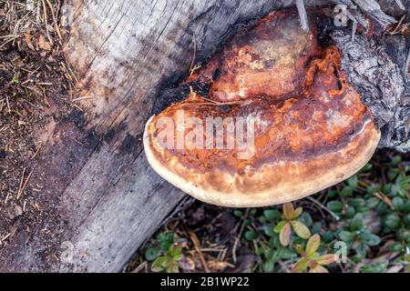 Fungo di arancio marrone - Fomentarius di Fomes (fungo di tinder) si sviluppa su tronco vecchio dell'albero del pino, Svezia settentrionale, Umea Foto Stock