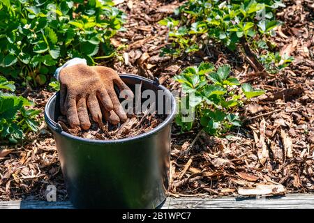 Secchio nero con corteccia di pino e guanti da giardino d'arancio dopo il lavoro su letto di fragola. Tutto il terreno è coperto da corteccia per proteggere le bacche, pausa Foto Stock