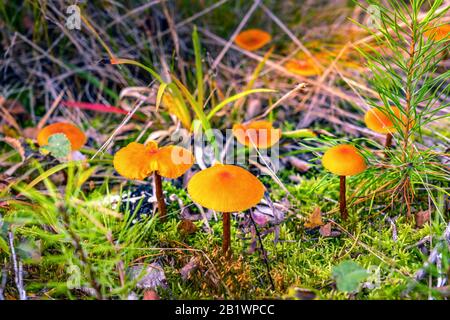 Foto a grandezza naturale di piccoli funghi arancioni con il nome latino Hygrocybe miniata, foresta d'autunno. I funghi non sono mangiabili e dovrebbero essere evitati Foto Stock