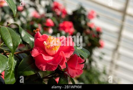 La serra di grado 1 ospita le storiche piante di camelia, presso la Chiswick House and Gardens nella zona ovest di Londra. Foto Stock