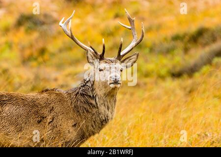 Red Deer Stag (nome scientifico: Cervus elaphus) con 11 punti antlers in autunno con forte pioggia caduta. Primo piano del maestoso Monarch del Glen. Foto Stock