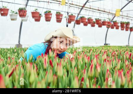 donna fiorista in una serra esamina crescente tulipani rossi non aperti Foto Stock