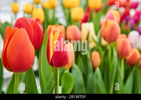 crescenti tulipani gialli e rossi si chiudono con sfondo sfocato Foto Stock
