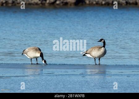 Due oche canadesi si trovano sul ghiaccio presso il lago Banks a Coulee City, Washington. Foto Stock