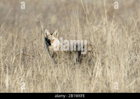 Una coltre di cote fissa la macchina fotografica nell'erba alta vicino a Coulee City, Washington. Foto Stock