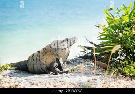 Iguana lungo la costa, alle rovine di Tulum, luminosa dal sole, Messico Foto Stock