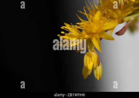 Macro fotografia di alcuni fiori della pianta sempervivum con sfondo nero e bianco non focalizzato Foto Stock