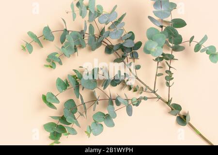 Rami di eucalipto su sfondo pastello giallo. Vista dall'alto delle foglie verdi. Foto Stock