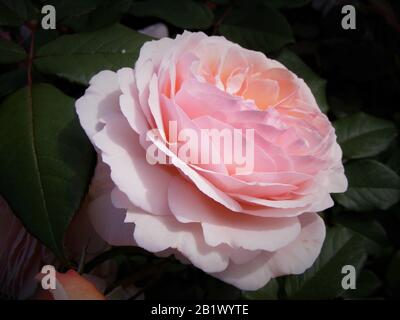 Un singolo tè inglese rosa fiore colorato in rosa chiaro alla vista ravvicinata in un ambiente naturale. La bella è di colore bianco-rosso all'arancio col Foto Stock