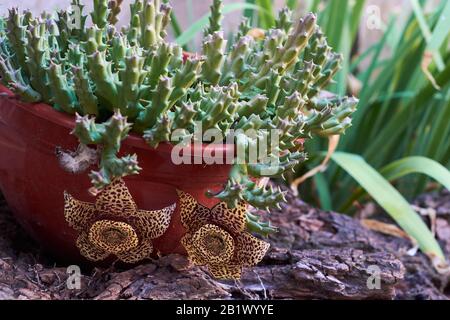 Orbea Variegata pianta succulenta senza foglie con due fiori appesi in vaso di fiori su un tronco. Questi fiori possono avere un debole odore di carrion per attirare po Foto Stock