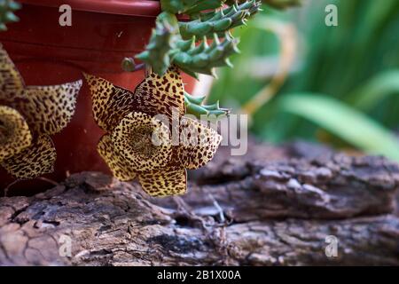 Closeup di Orbea Variegata fiore appeso dalla pianta con sfondo sfocato. Vaso di fiori sul tronco. Questi fiori possono avere un odore di carrion debole a. Foto Stock