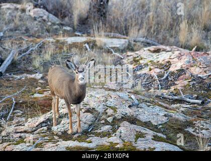 Mulattiere Deer In Kettle Valley, British Columbia, Canada Foto Stock