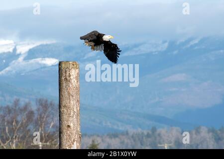 Splendida bald aquila flap è ali mentre prende il volo dal suo persico in Skagit Valley Washington Foto Stock