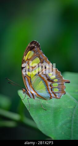 La malachite (Siproeta stelenes) è una farfalla neotropica a pié di ninfalidi (famiglia Nymphalidae). Una delle specie di farfalla più familiari nella loro gamma Foto Stock