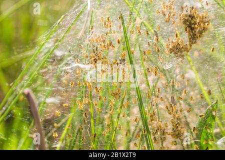 Nido con un sacco di ragni piccoli, covata. Arachnofobia, disgustoso e spaventoso concetto. Insetti fobia, orrore, paura e disgusto. Bambino, riproduzione, ma Foto Stock