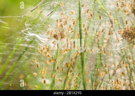 Nido Delle Ragni D'Erba. Arachnofobia, disgustoso e spaventoso concetto. Insetti fobia, orrore, paura e disgusto. Bambino, riproduzione, molti prole. Selecti Foto Stock