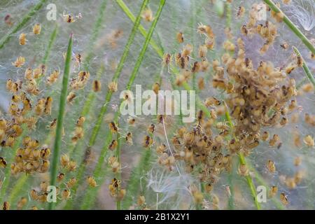 Nido con un sacco di ragni piccoli, covata. Arachnofobia, disgustoso e spaventoso concetto. Insetti fobia, orrore, paura e disgusto. Foto Stock