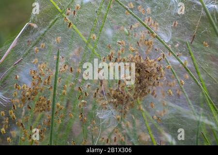 Nido con un sacco di ragni piccoli, covata. Arachnofobia, disgustoso e spaventoso concetto. Insetti fobia, orrore, paura e disgusto. Messa a fuoco selettiva e morbida Foto Stock