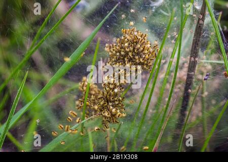 Nido con un sacco di ragni piccoli, covata. Arachnofobia, disgustoso e spaventoso concetto. Insetti fobia, orrore, paura e disgusto. Foto Stock