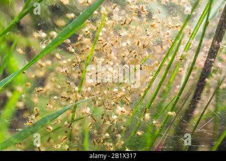 Nido con un sacco di ragni piccoli, covata. Arachnofobia, disgustoso e spaventoso concetto. Insetti fobia, orrore, paura e disgusto. Bambino, riproduzione, ma Foto Stock