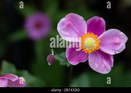 Primo piano su Anemone giapponese viola Foto Stock