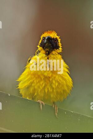 Villaggio Weaver (Ploceus cucullatus spilonotus) maschio adulto arroccato sulla vegetazione bagnata dopo il bagno, ha introdotto specie Mauritius Nov Foto Stock