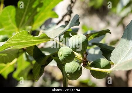 Frutti di fico verde che crescono su rami di albero con foglie verdi. Foto Stock