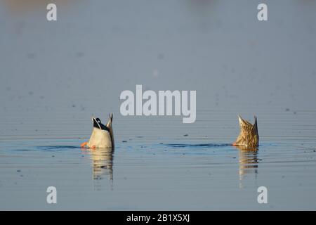 mallard anatra maschio drake gallina maschio immersioni bobbing in acqua Foto Stock