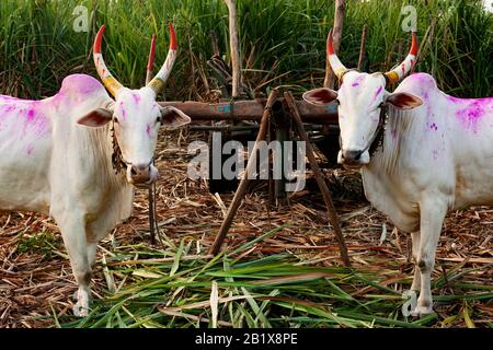 Buoi coperti in un colpo di colore in un campo in India Foto Stock