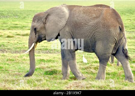 Una femmina elefante (Loxodonta africana) ad Amboseli che cammina in erba e le piogge hanno riportato vita dopo una lunga siccità. Foto Stock