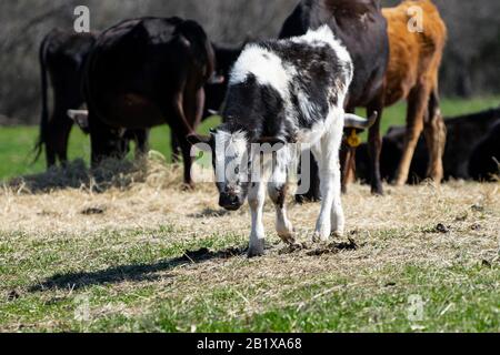 Un vitello carino, nero e bianco con adorabile, capelli sfocati e corni piccoli, in erba che camminano attraverso una toppa di fieno in un pascolo ranch con altri bovini in Foto Stock