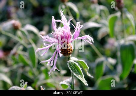 prime gelate e fiori rosa congelati. inverno in giardino Foto Stock