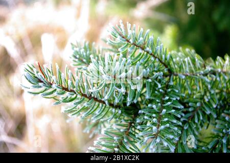 Aghi di ramificazione di abete rosso con neve, brina sull'albero verde. Foto Stock