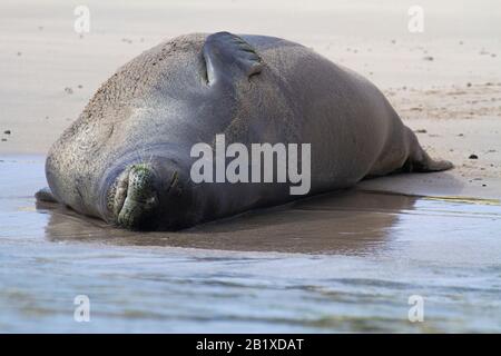 Hawaiian foca monaca Foto Stock