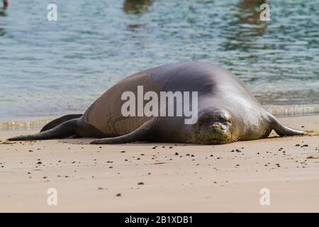 Hawaiian foca monaca Foto Stock