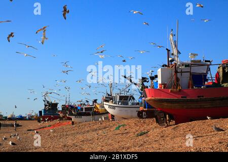 I gabbiani turbinano le barche da pesca di Hastings sulla Old Town Stade Fishermen's Beach a Rock-a-Nore, East Sussex, Regno Unito Foto Stock