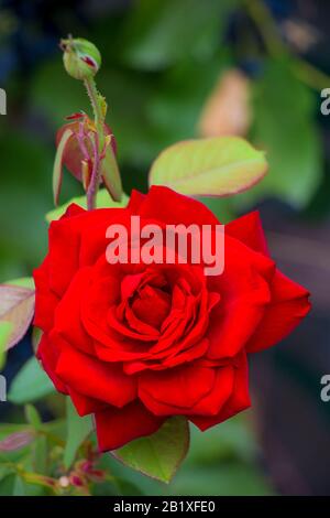 Bella Single Red Rose Fiore Nel Giardino. Regina Dei Fiori Con Petali Di Rosso Brillante, Fuoco Morbido, Primo Piano. Foto Stock
