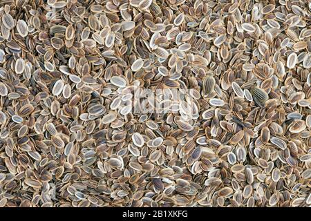 Semi di finocchio (Anethum graveolens) tessitura di fondo. La pianta è usata in medicina, in profumeria e in cosmetica. Foto Stock