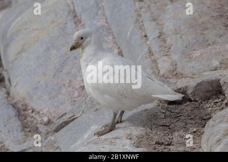 La guaina di neve Chionis albus , conosciuta anche come la guaina più grande che vive soprattutto vicino alle colonie di pinguini. Foto Stock