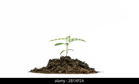 Primo piano della giovane pianta di marijuana medica che cresce nel terreno, isolata su sfondo bianco. Germoglio di cannabis. Canapa è un concetto di erbe e di alternat Foto Stock