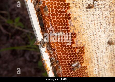 Fotogrammi di un alveare. Le api di occupato all'interno dell'alveare con open e cellule sigillate per il dolce miele. Ape Miele raccolto nel bel giallo favo di miele. Foto Stock