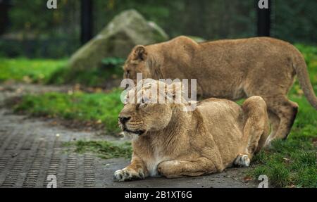 il leone e la leonessa stanno giocando in giro sull'erba nei paesi bassi Foto Stock