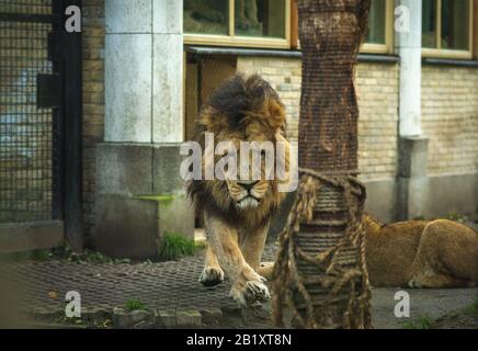 il leone e la leonessa stanno giocando in giro sull'erba nei paesi bassi Foto Stock